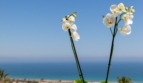 bilde